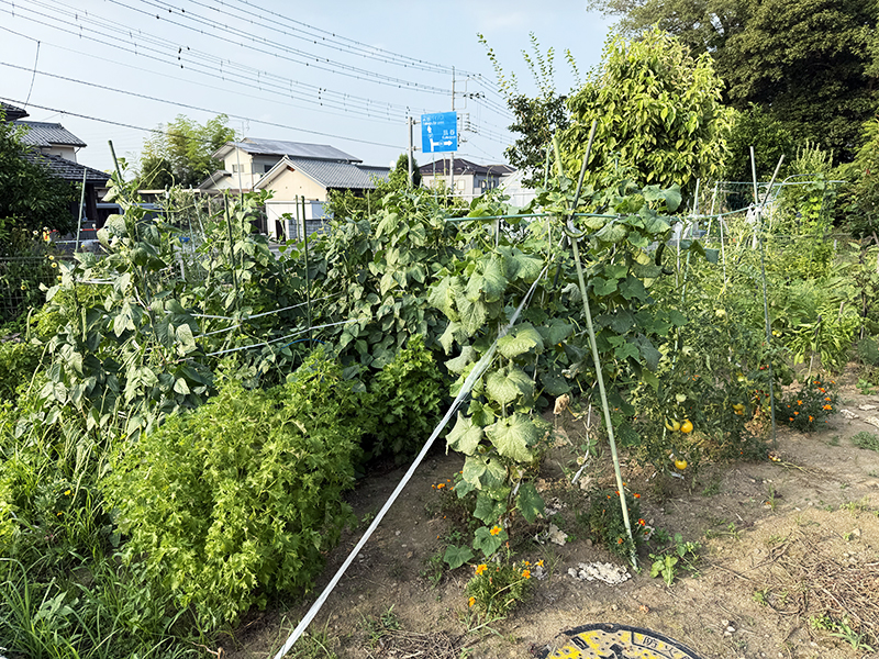 自家菜園
